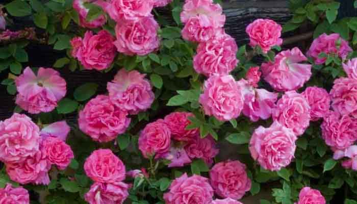 Zephirine Drouhin Rose