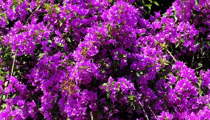 Bougainvillea Buganvilla