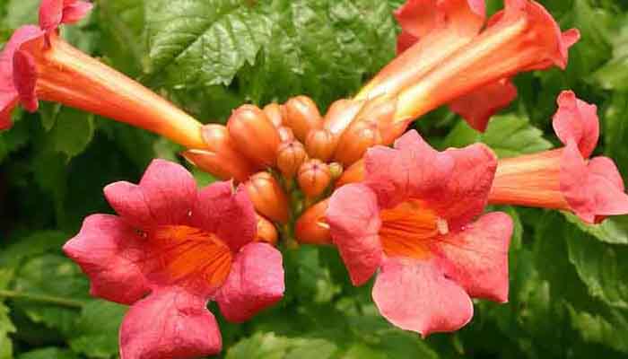 Campsis radicans