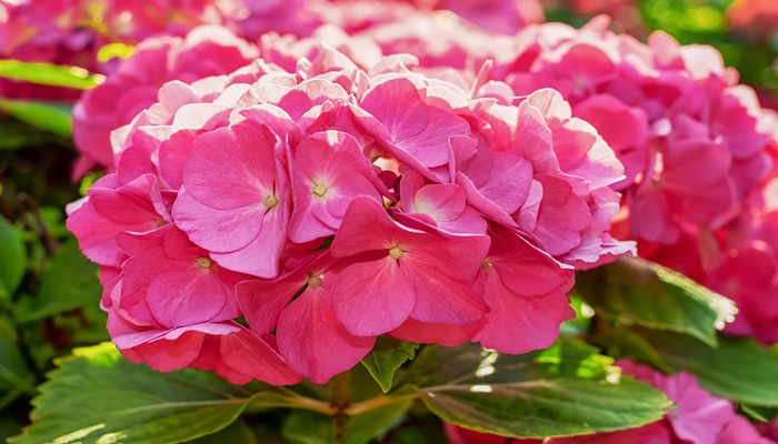 hortensia escalada