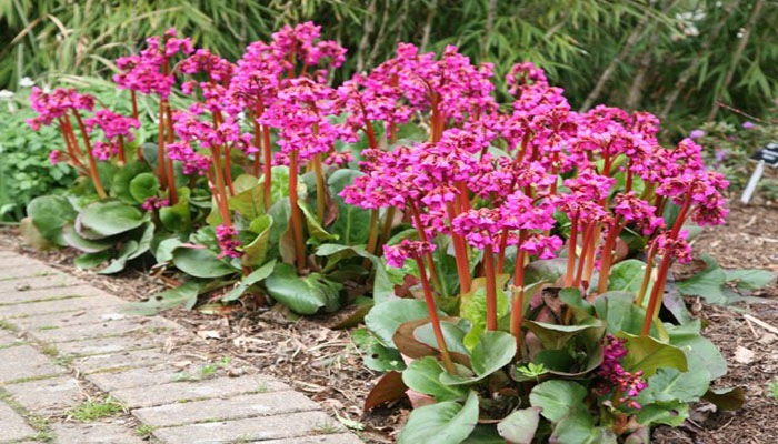 Bergenia