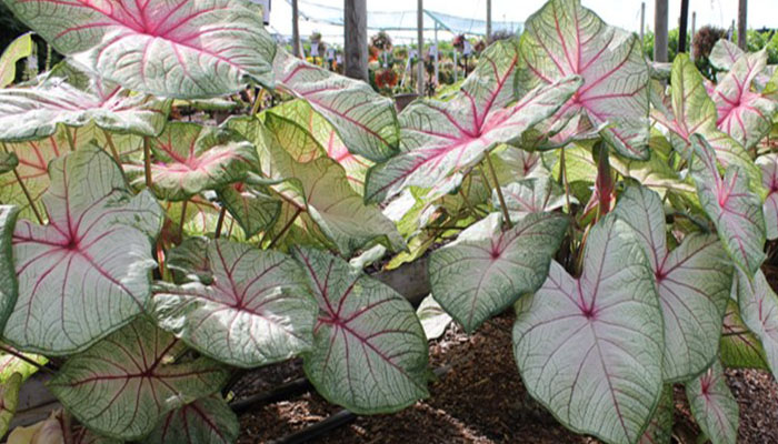 Caladium