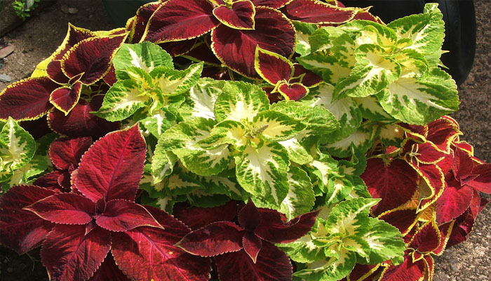 Coleus