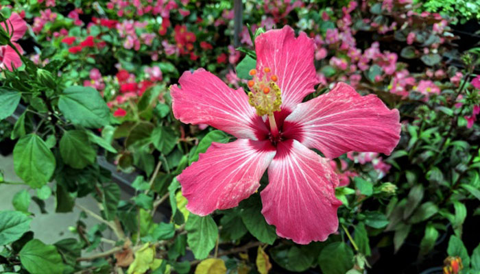 Hibiscos planta con flores para porche