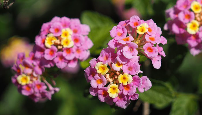 Lantana planta para porche