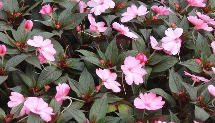 Neuguinea Impatiens