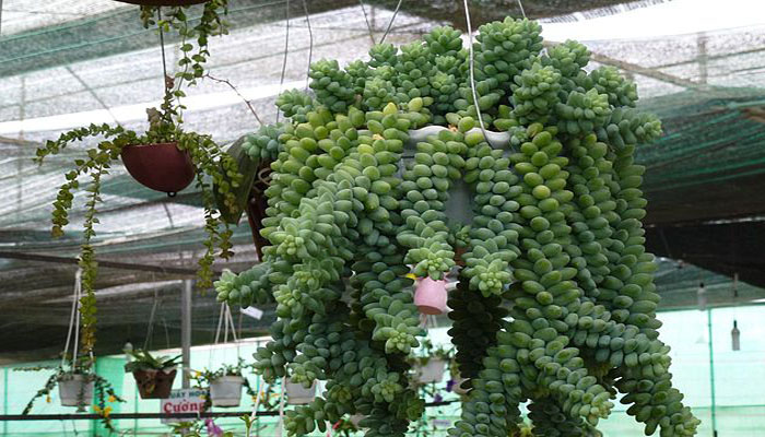 Sedum morganianum