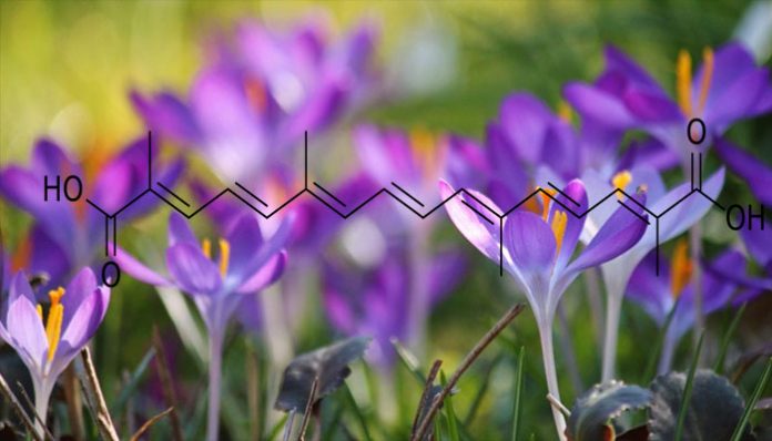 Flores lila de Crocus con la fórmula química de la crocetina superpuesta