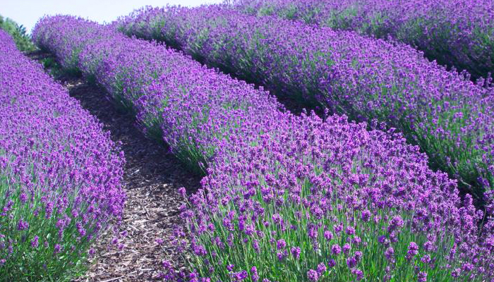 Lavándula (Lavandula angustifolia)