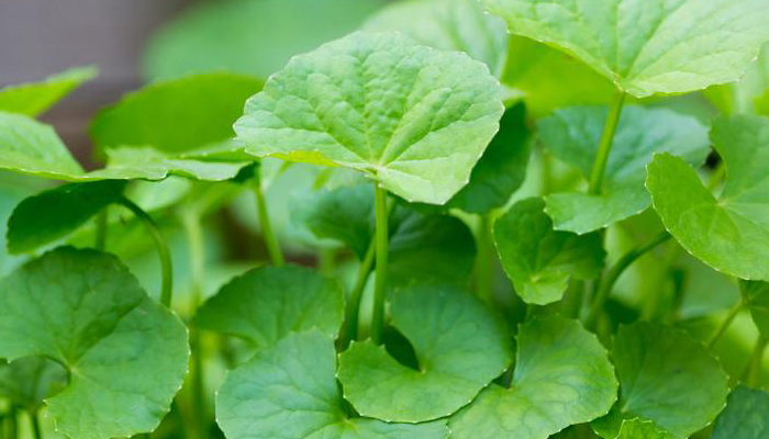 Gotu Kola (Centella asiatica)