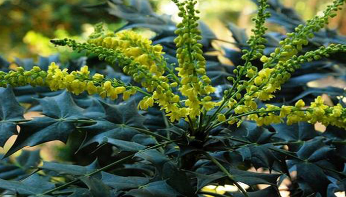 Uva de Oregón (Mahonia aquifolium)