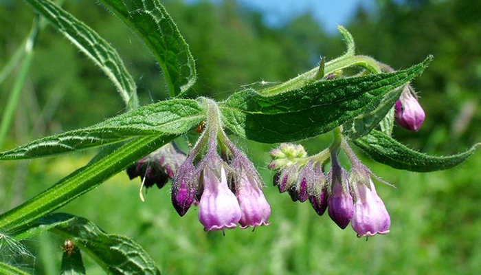 Consuelda (Symphytum officinale)