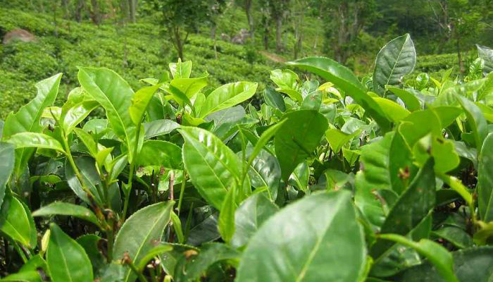 Camellia sinensis