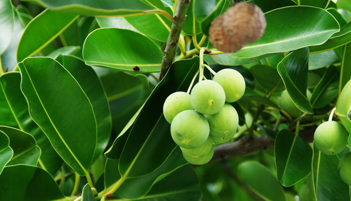 Calophyllum tacamahaca tree