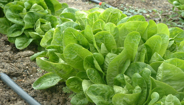 planta para quemadas Lechuga