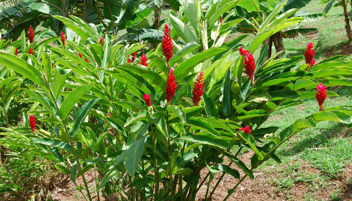 plantas con contenido diurético para perder peso