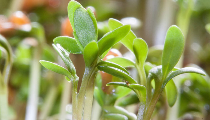 planta Diurético para perder peso