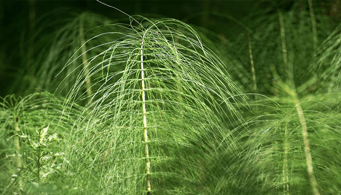 planta diurética quemador de grasas