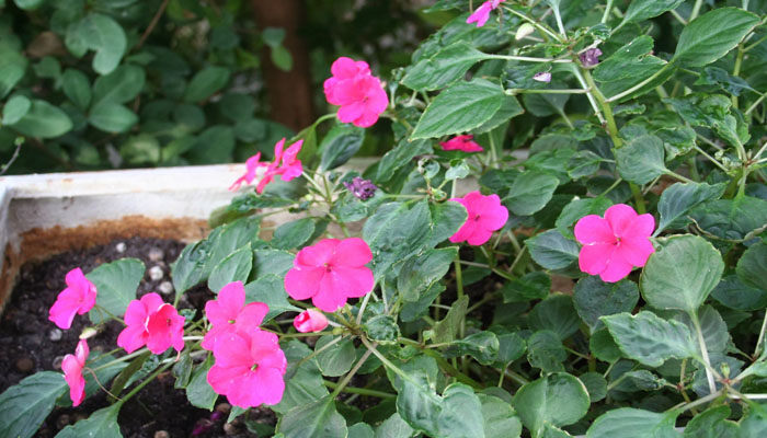 plantas de flores hermosas para regalar