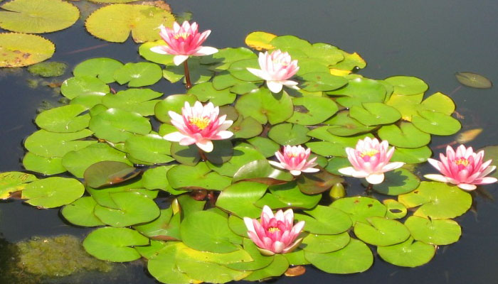 Top 5 Plantas Hermosas Para Regalar En
Ocasiones Especiales