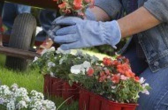 Cómo se defiende una planta de los insectos, de verdad