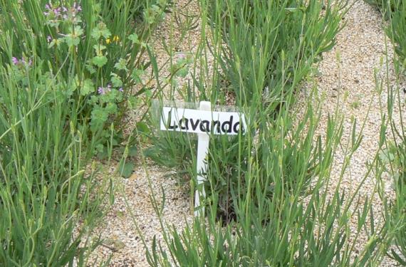 Lavanda