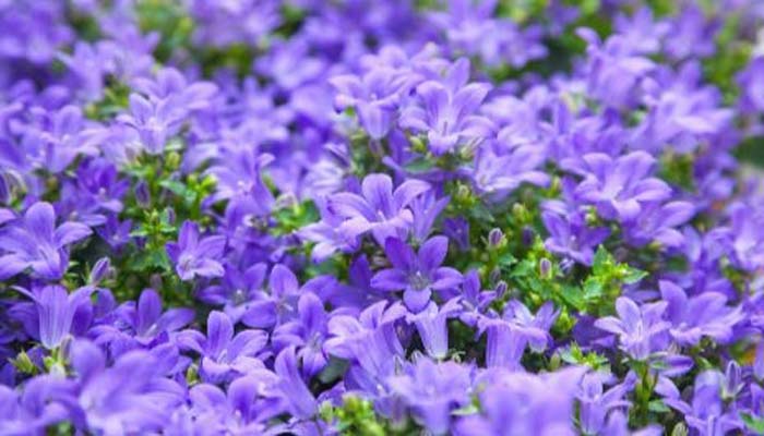 Campanula