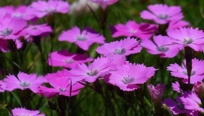 Dianthus Planta para rocalla