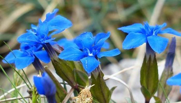 Gentiana verna planta que nace en rocallas