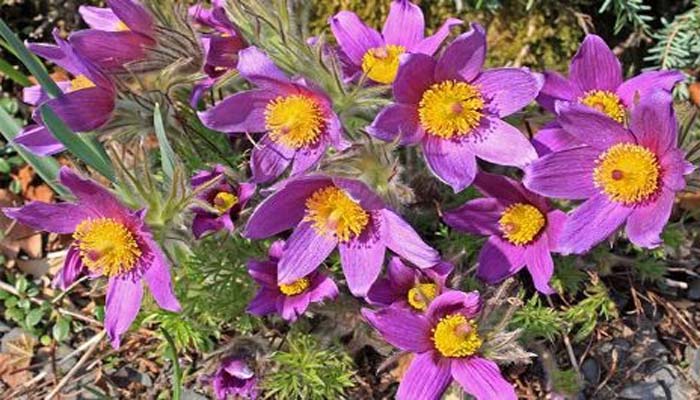 Pulsatilla Vulagris