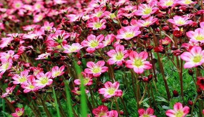 Saxifraga planta de rocalla