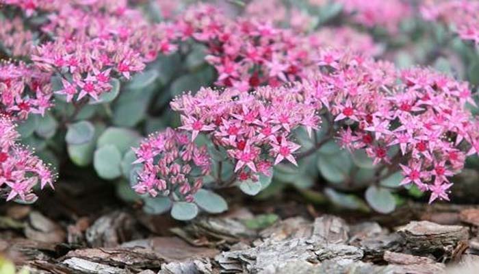 Sedum planta de rocalla