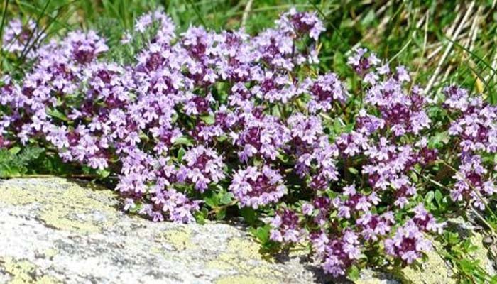 Thymus vulgaris