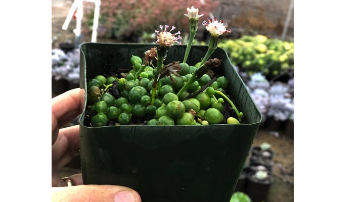 Senecio rowleyanus (collar de perlas)