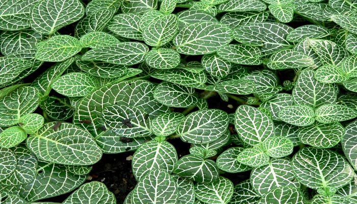 Fittonia albivensis (plantas nerviosas)