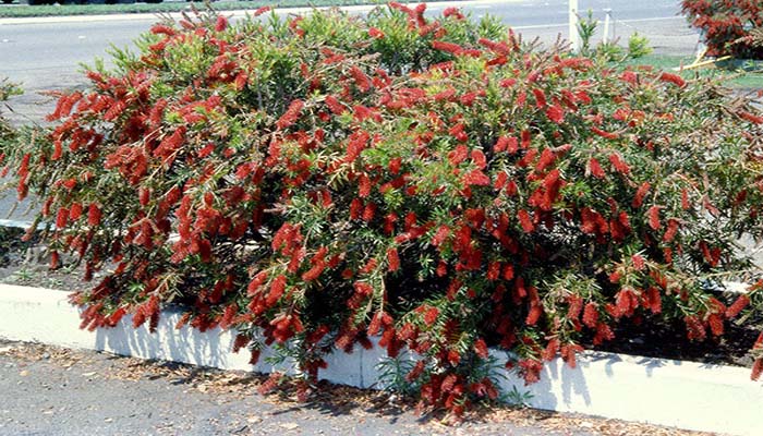 Callistemon Viminalis