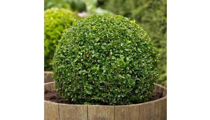 Buxus