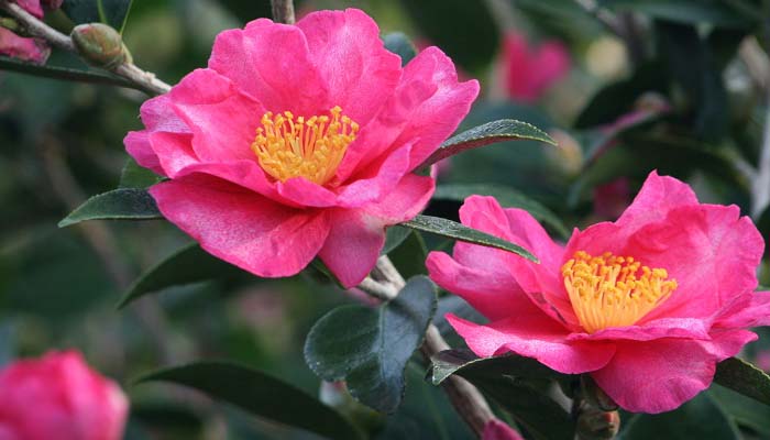 Camellia sasanqua