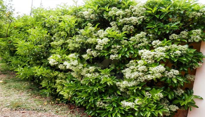 dulce viburnum