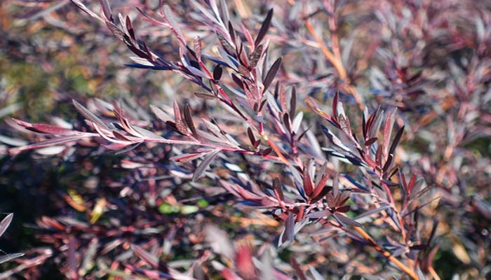 Leptospermum obovatum