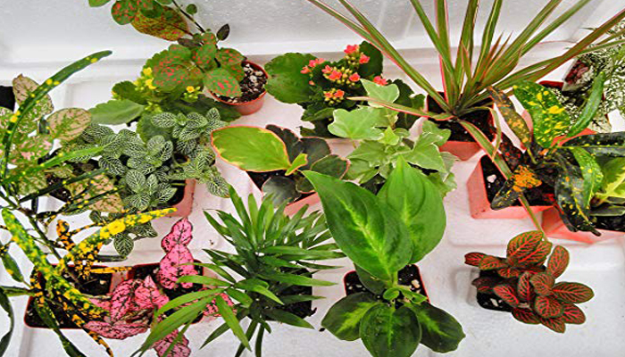 Plantas para terrario