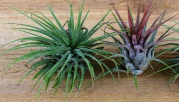 Tillandsia stricta