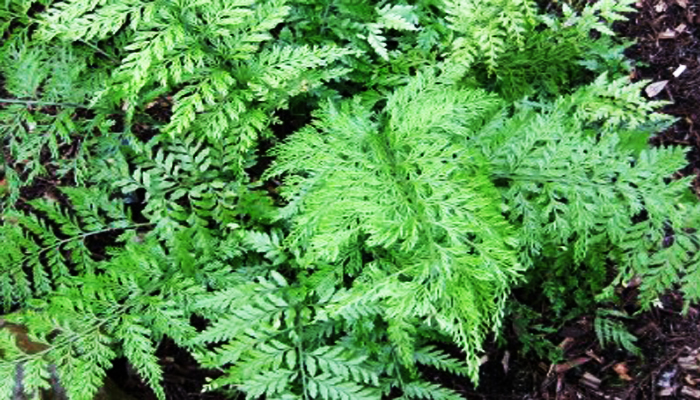 Asplenium Bulbiferum