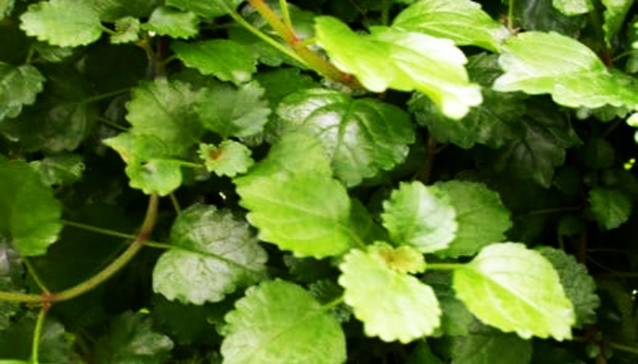 Ivy Houseplant Plectranthus australis