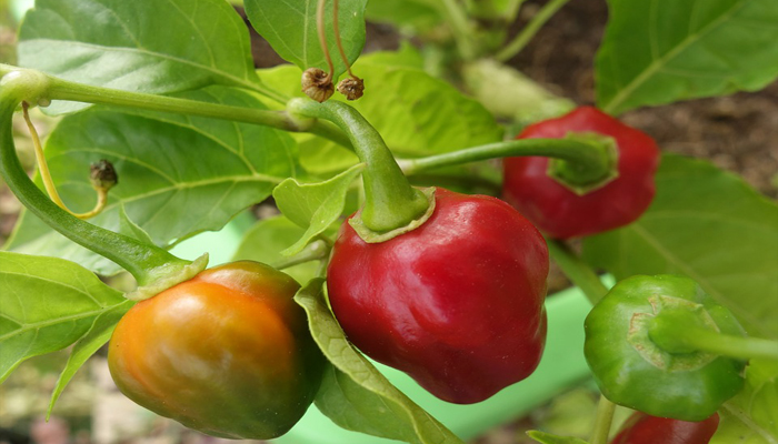 Pimientos (Capsicum)