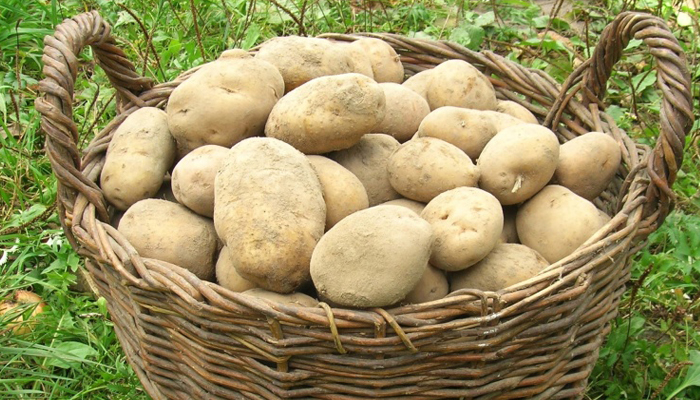 Patatas