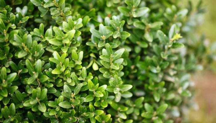 Buxus Sempervirens