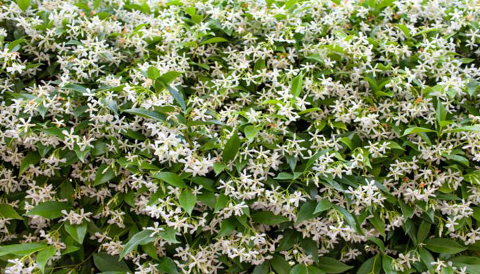 Jazmín planta de terraza