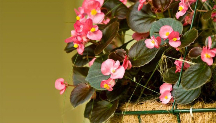 Begonias