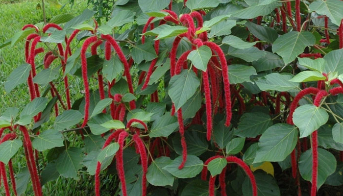 Planta de Chenilla (Acalypha hispida)